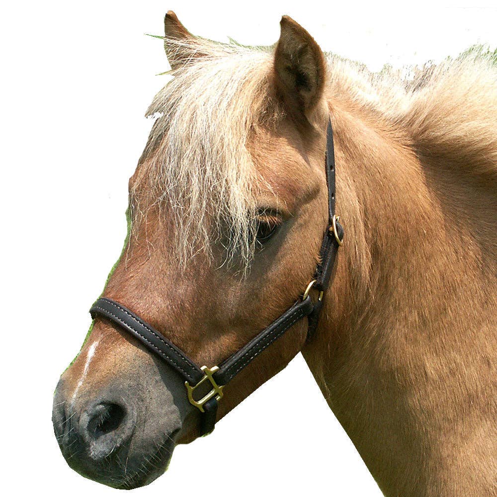 5/8" Mini Leather Double Stitch Stable Halter