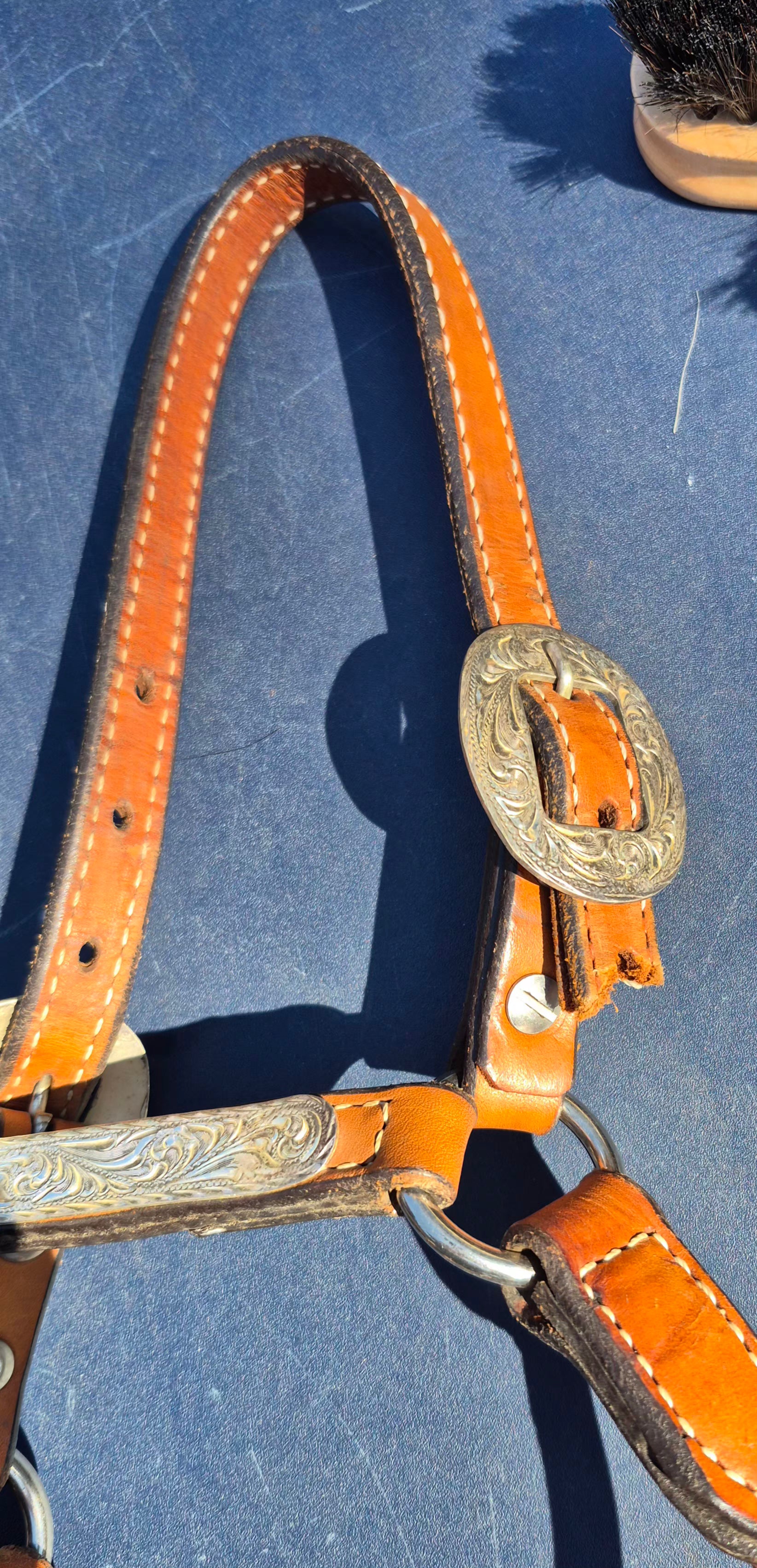 Western Show Halter (As Is)
