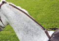 Shires Nylon Daisy Rein (Anti-Grazing Rein)