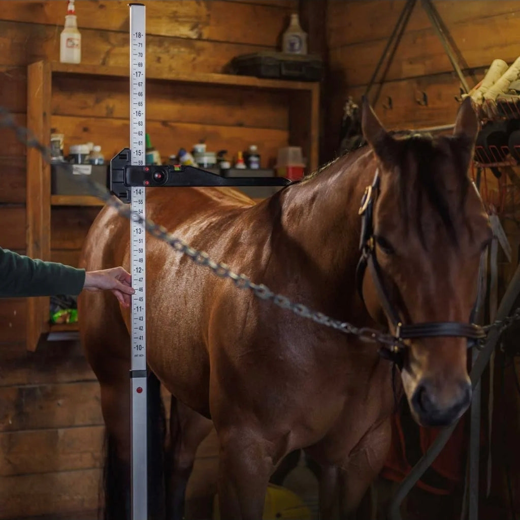Gatsby Horse Measuring Stick
